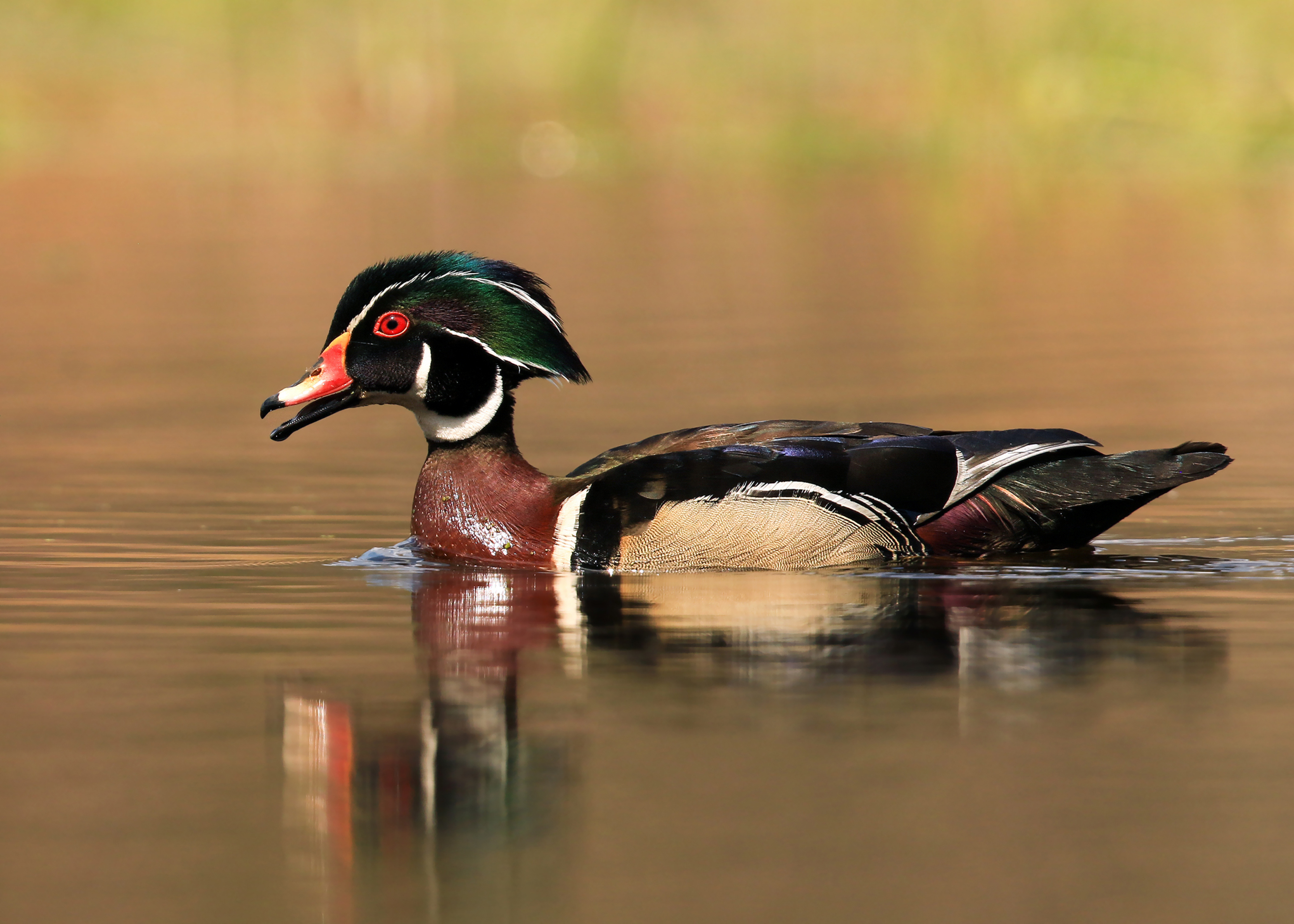 Wood Duck Wood Duck