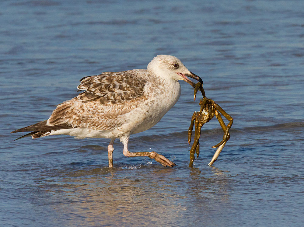 Great Black-backed Gull. David DesRochers/Audubon Photography Awards