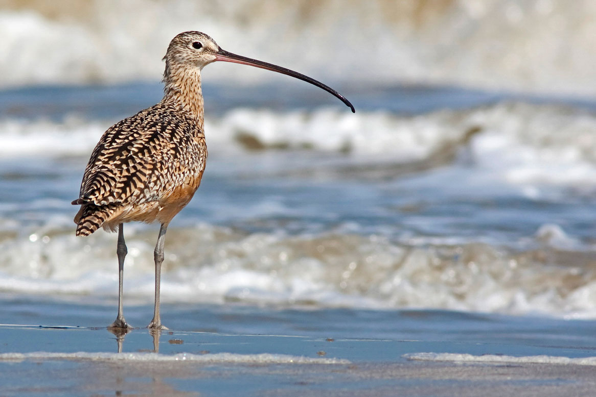 apa_2011_19362_152154_stephenpollard_longbilled_curlew_kk.jpg