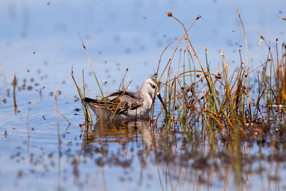 Wilson's Phalarope. Michael Qualls/Audubon Photography Awards