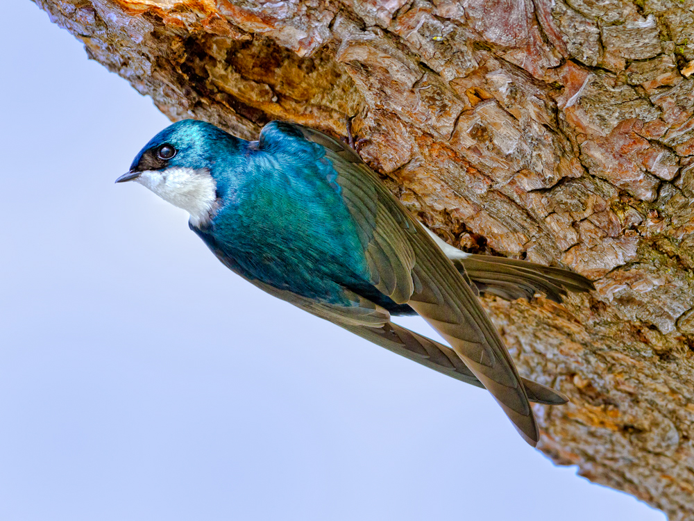Tree Swallow Tree Swallow. Tree Swallow. Lee Greengrass/Audubon Photography Awards