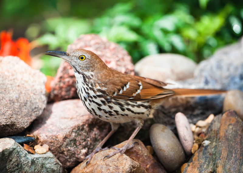 Brown Thrasher Brown Thrasher