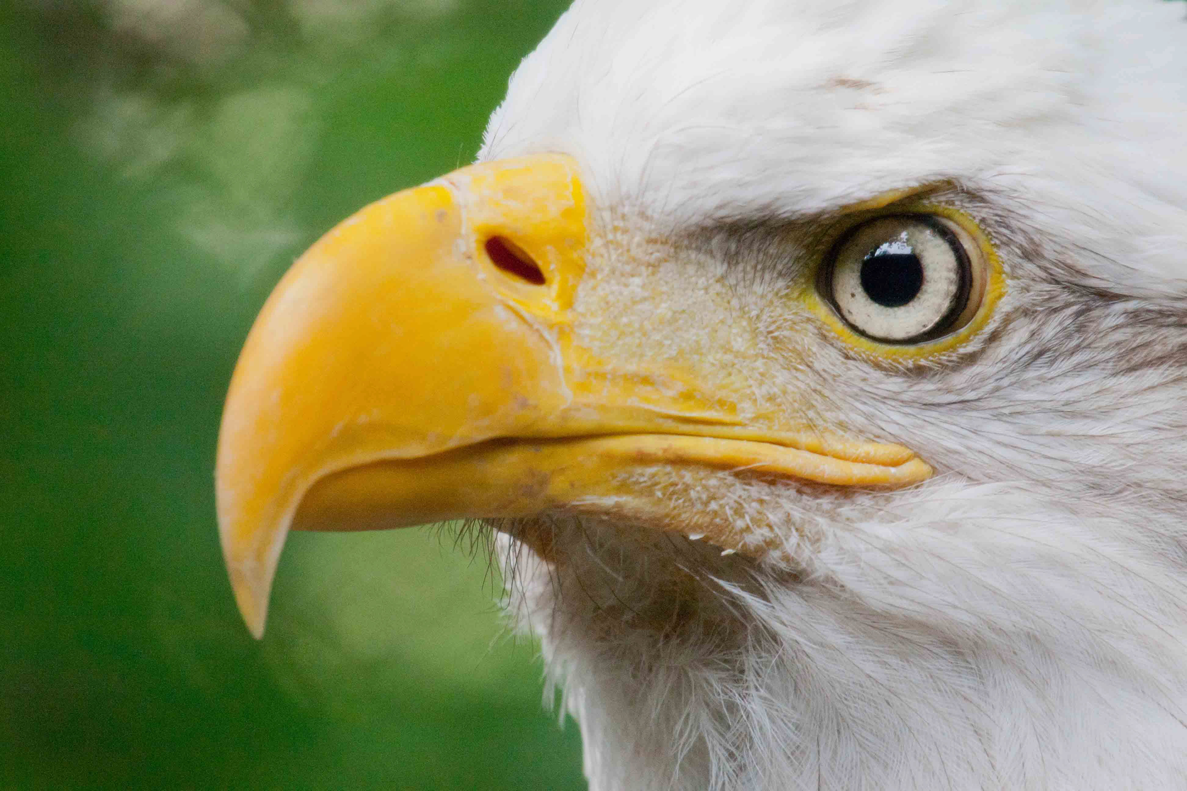 Bald Eagle Bald Eagle. Bald Eagle. Andy Kenutis/Audubon Photography Awards