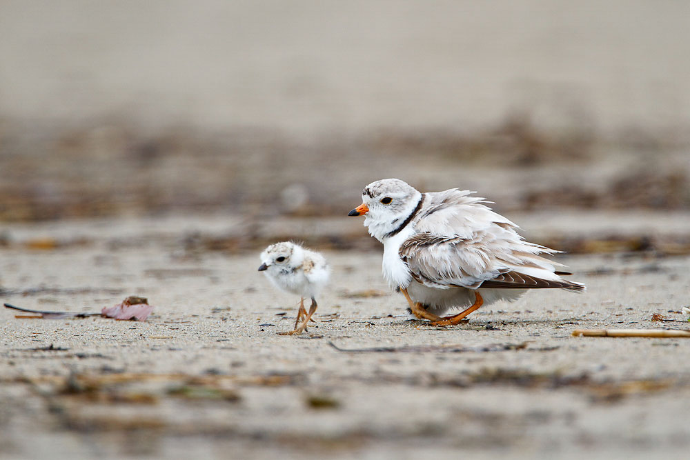Piping Plovers. Rajan Desai/Audubon Photography Awards