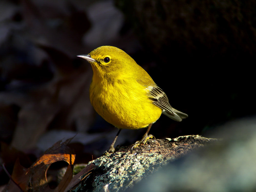 Pine Warbler. Megumi Aita/Audubon Photography Awards