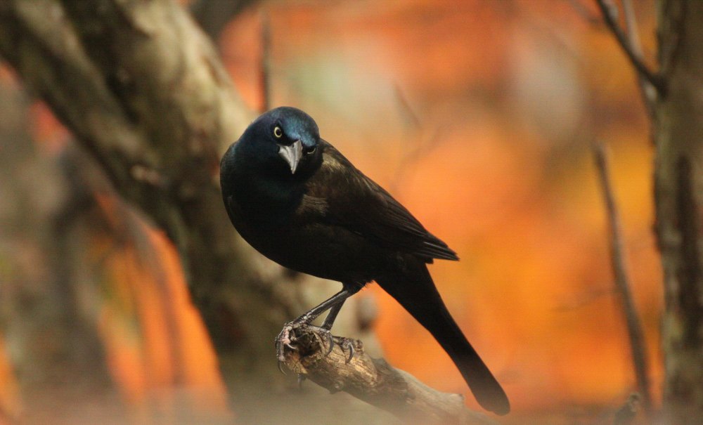 Common Grackle Common Grackle. Common Grackle. Madeline Poster/Audubon Photography Awards