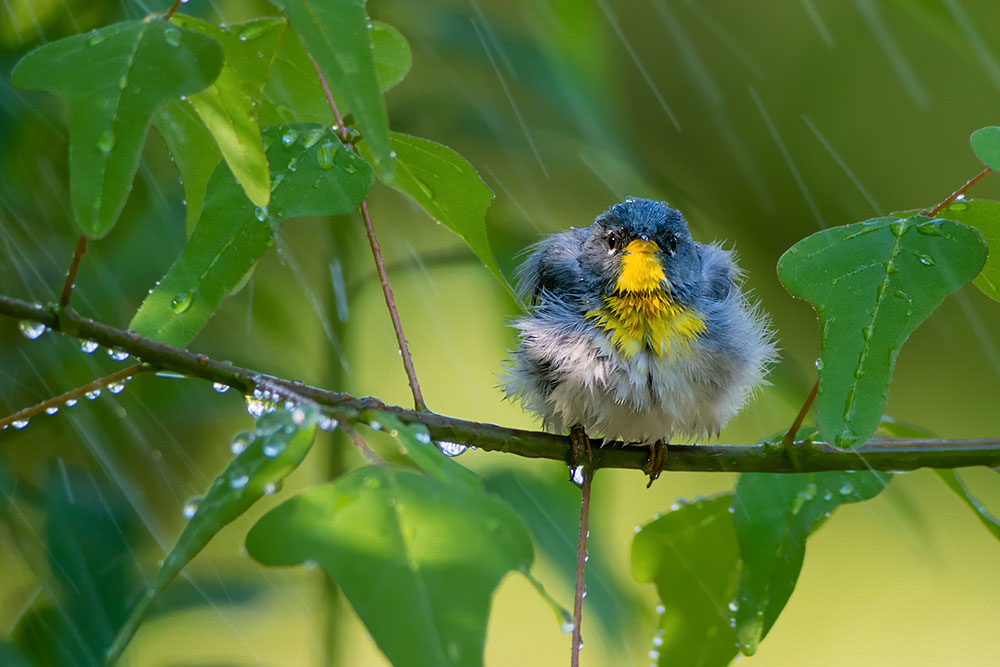 Northern Parula (floof). Tara Tanaka/Audubon Photography Awards