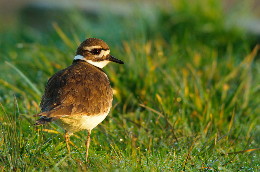 Killdeer Killdeer. Killdeer. Pat Ulrich/Audubon Photography Awards