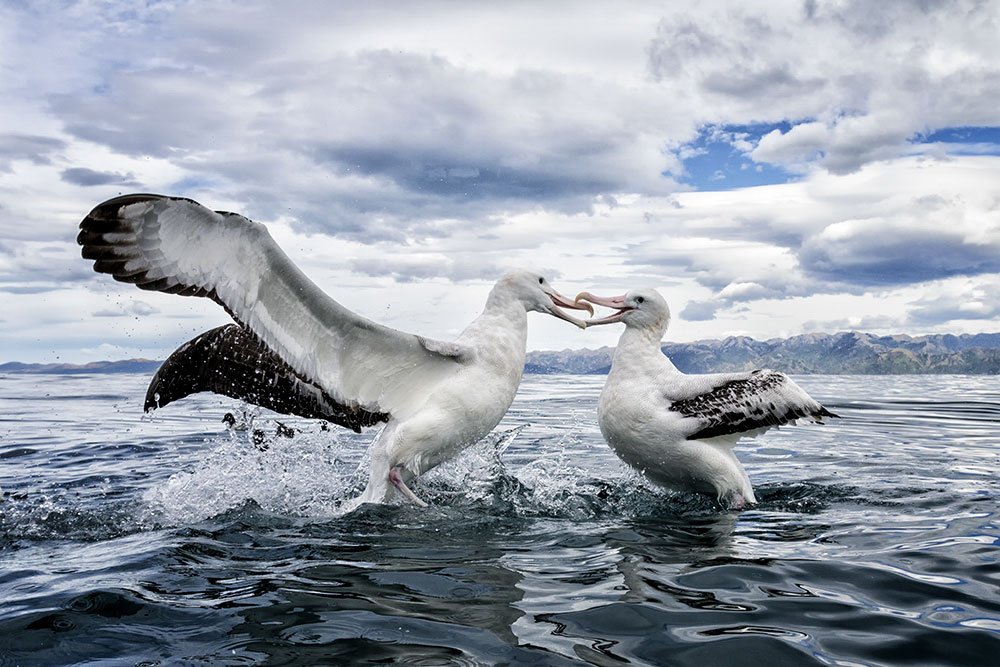 Wandering Albatross. William Pohley/Audubon Photography Awards