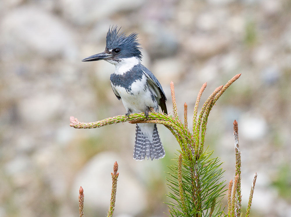Belted Kingfisher. Terri Shaddick/Audubon Photography Awards