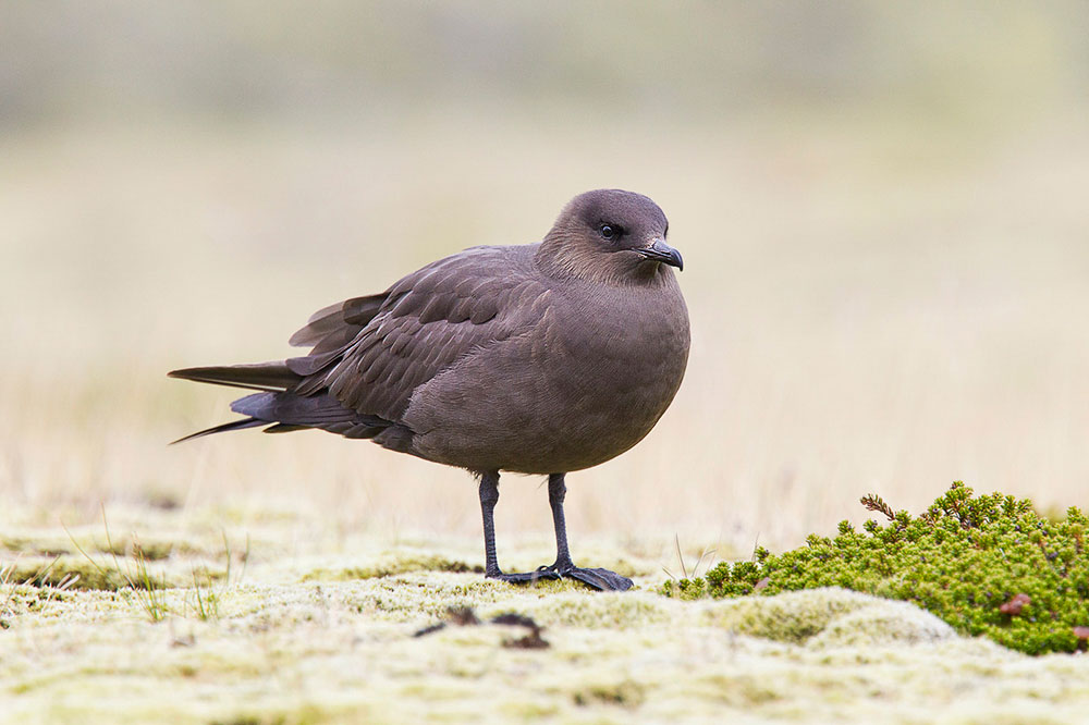 Parasitic Jaeger. Keith Kennedy/Audubon Photography Awards