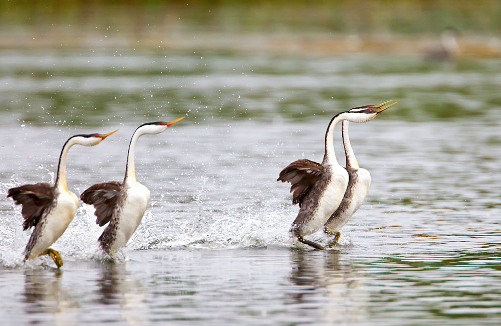 Western Grebes. Eleanor Briccetti/Audubon Photography Awards