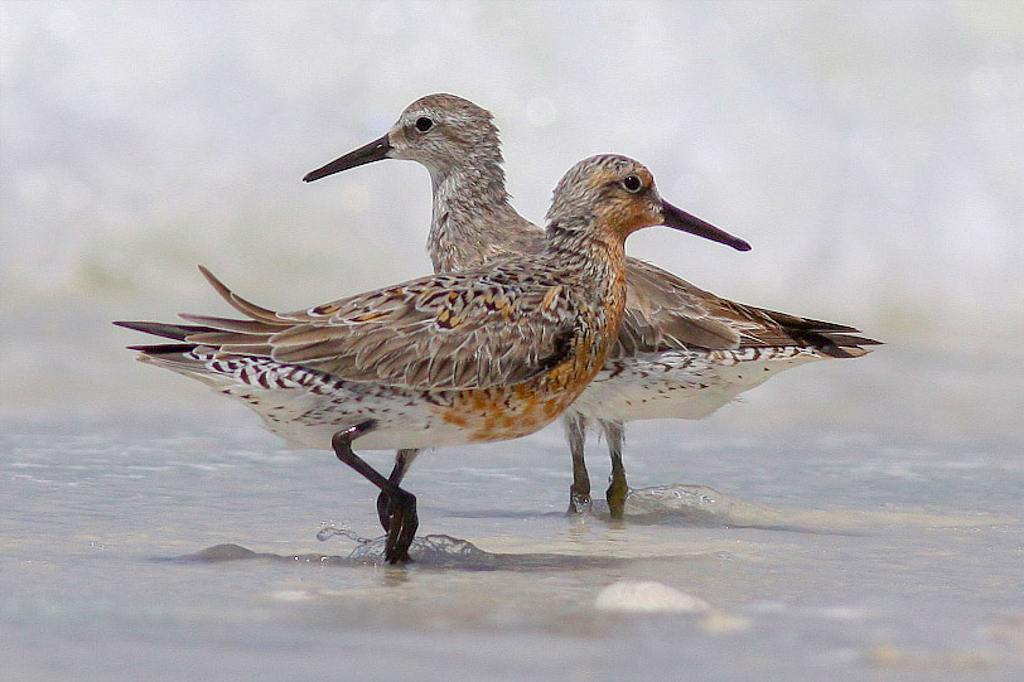 Red Knots. Gail Deterra/Audubon Photography Awards
