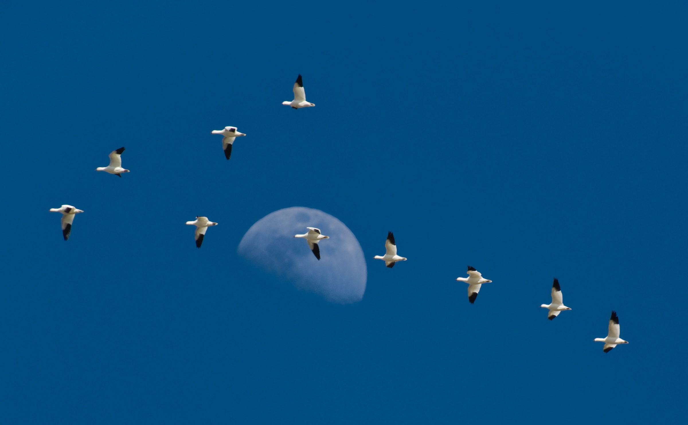 Snow Geese Snow Geese. Snow Geese. Gary Kachadurian/Audubon Photography Awards