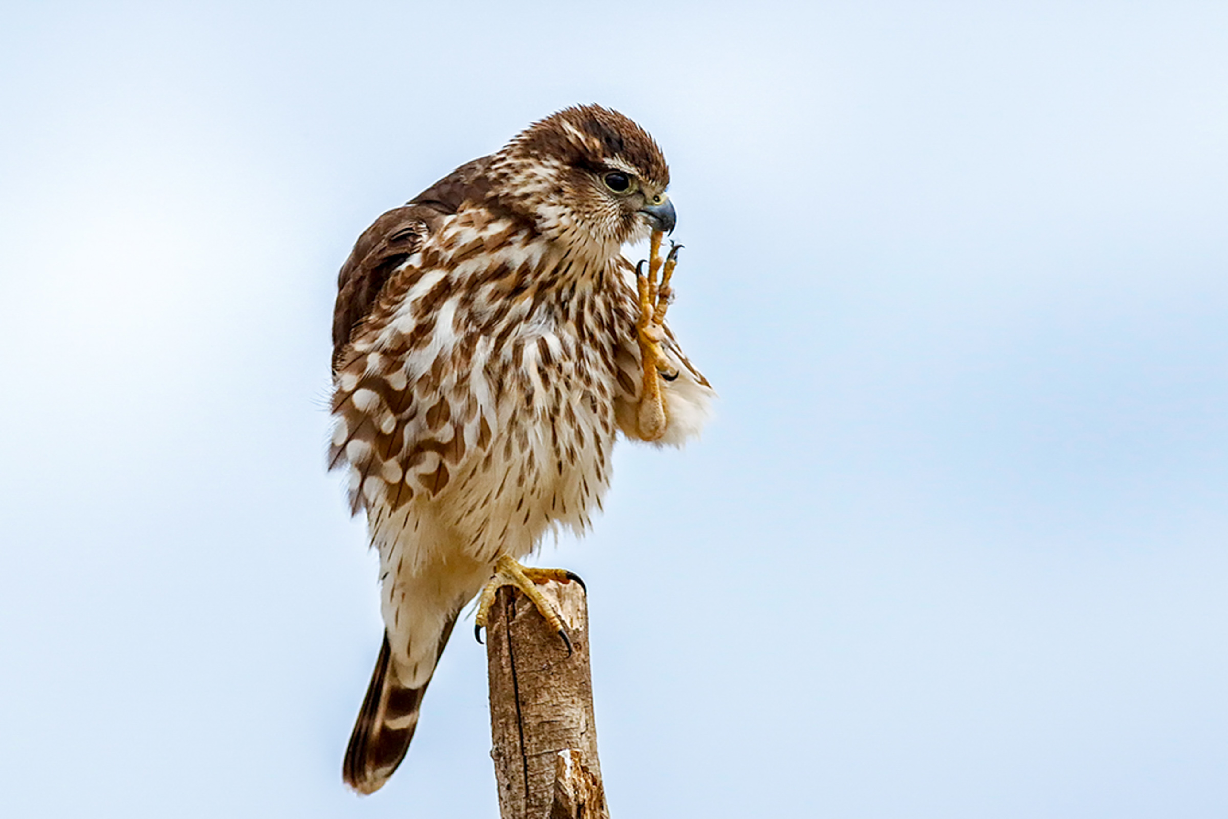 Merlin Merlin