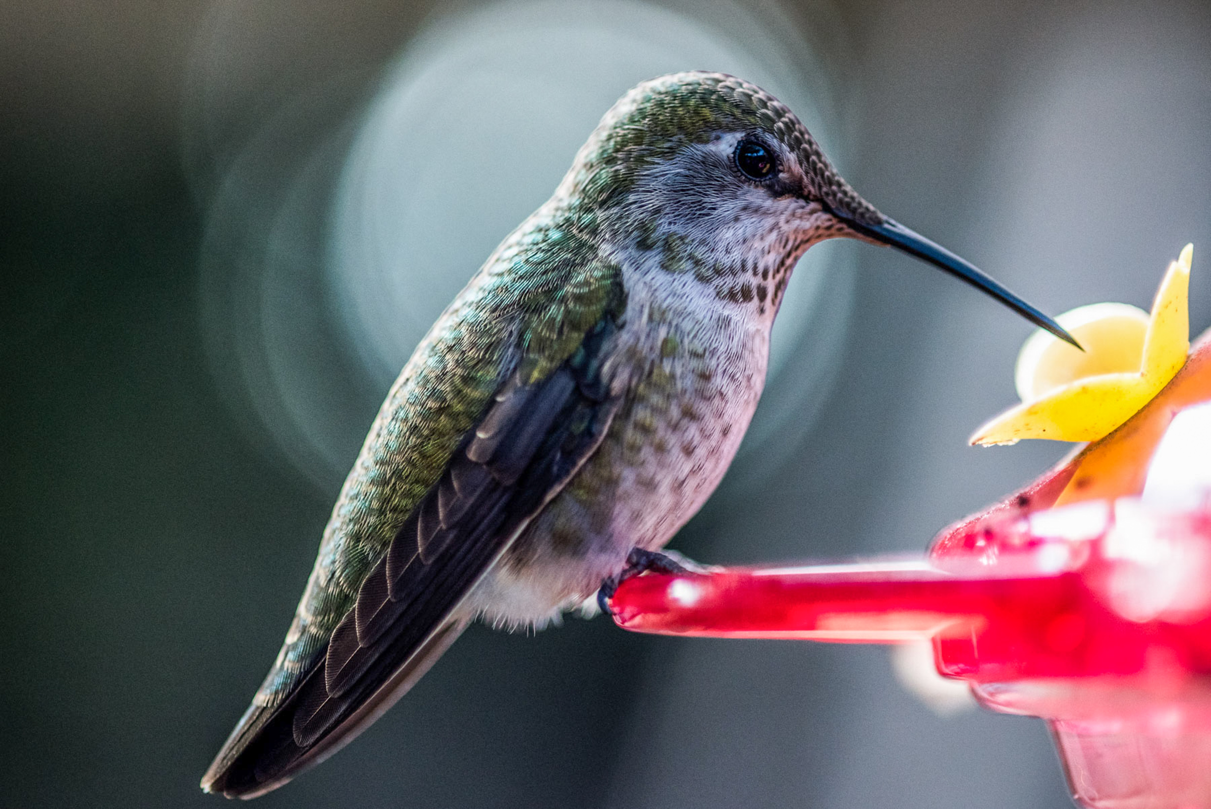 Anna's Hummingbird Anna's Hummingbird. Anna's Hummingbird. Kevin Rees/Audubon Photography Awards