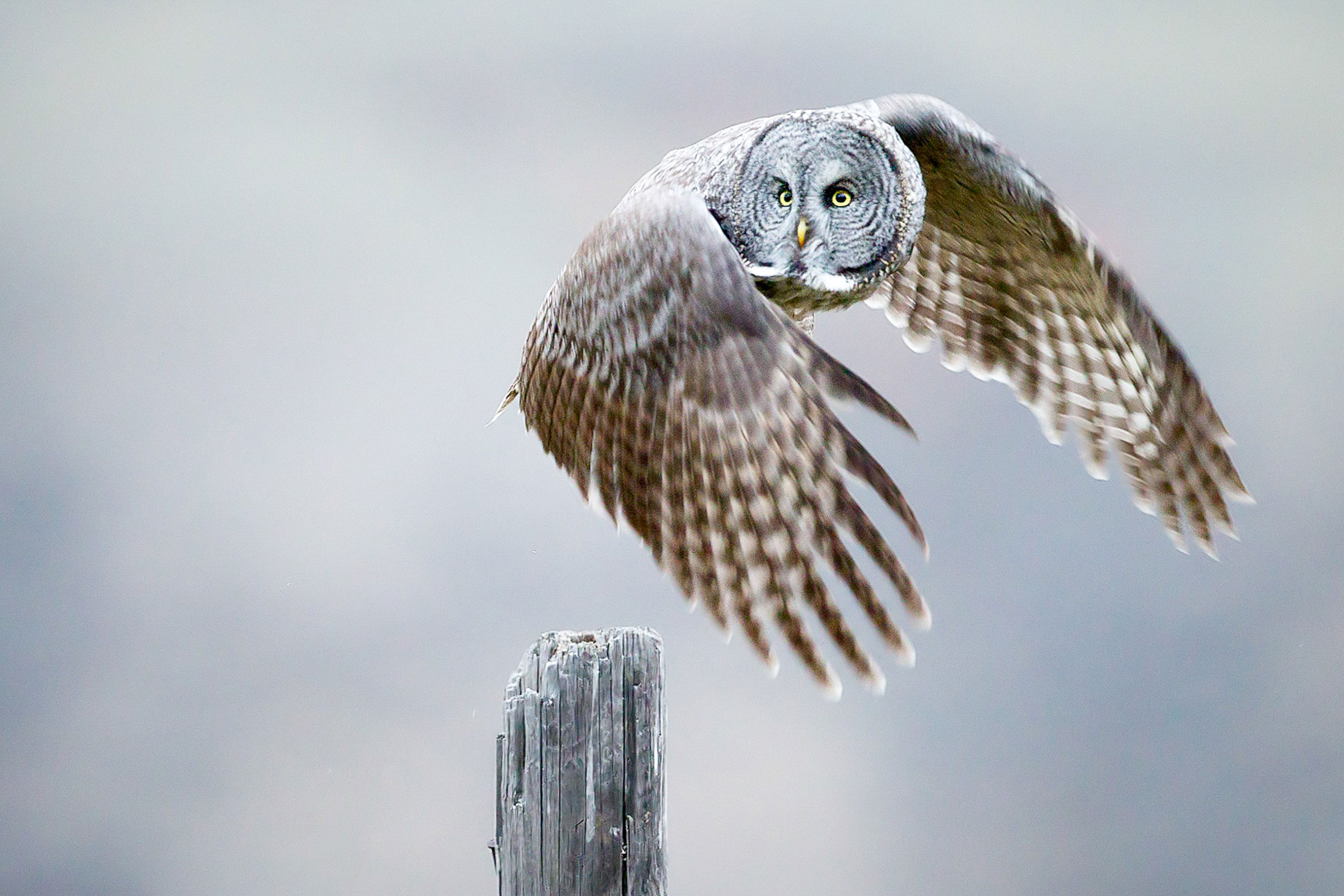 Great Gray Owl. Melissa Groo/Audubon Photography Awards
