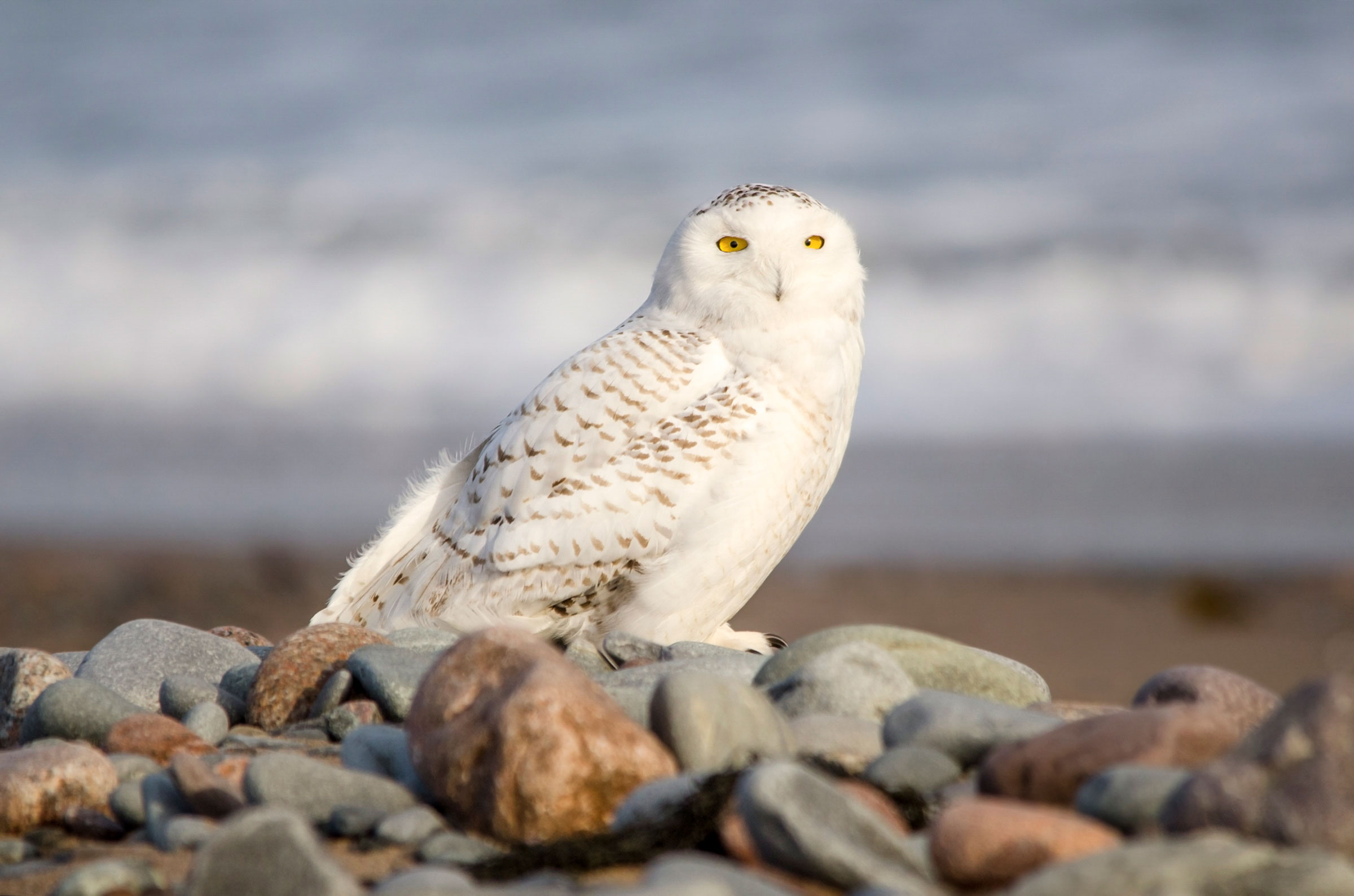 The Snowy Owl's stately plumage wasn't enough for a win. Peter Brannon/Audubon Photography Awards
