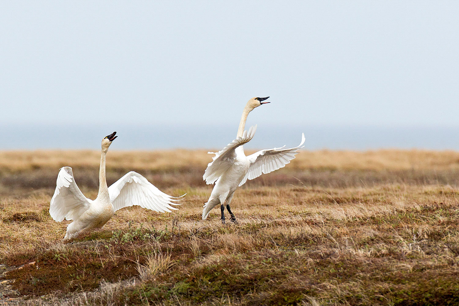 Tundra Swans. William Pohley/Audubon Photography Awards
