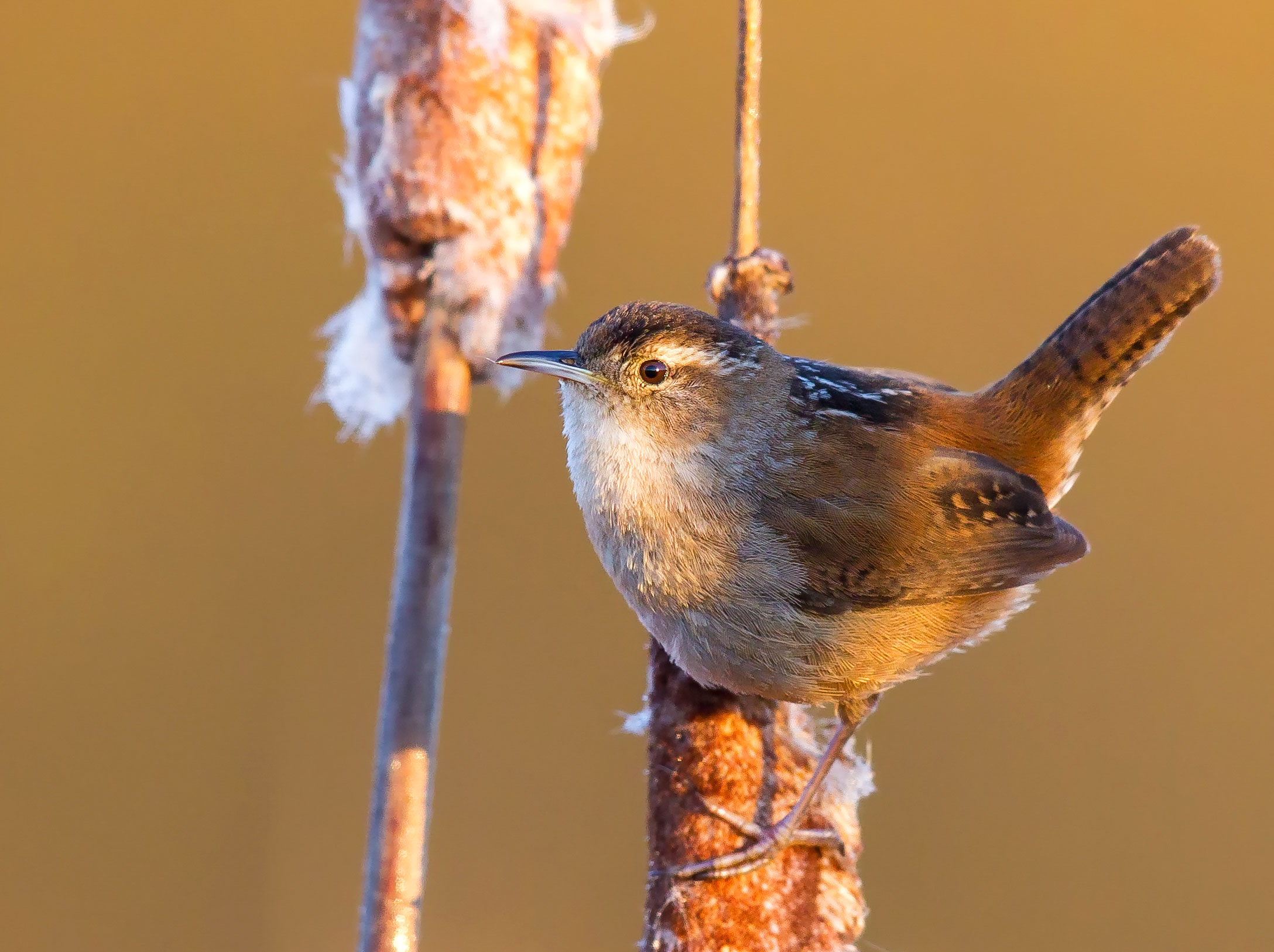 Marsh Wren. Boe Baty/Audubon Photography Awards
