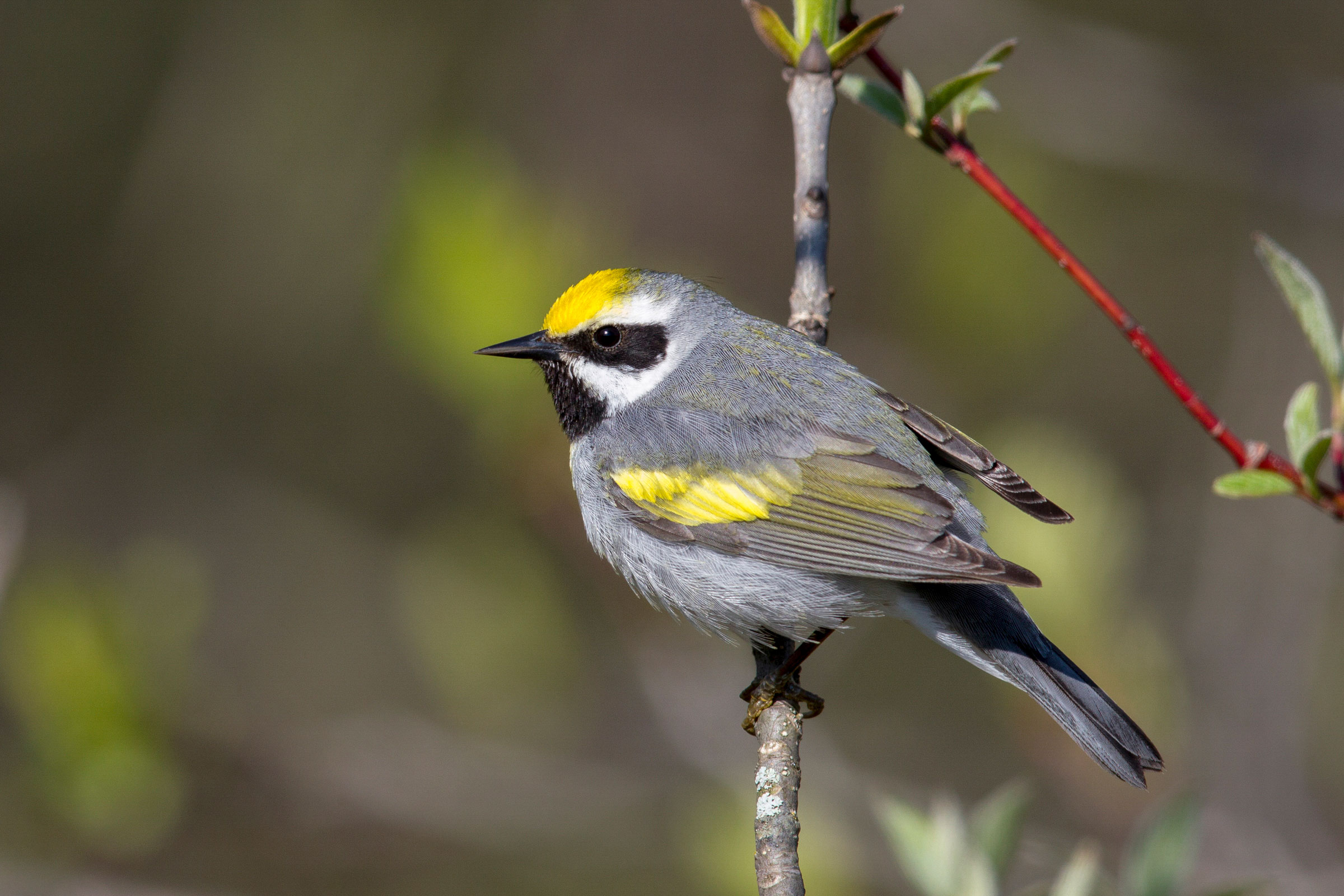 Golden-winged Warbler. Arni Stinnissen/Audubon Photography Awards