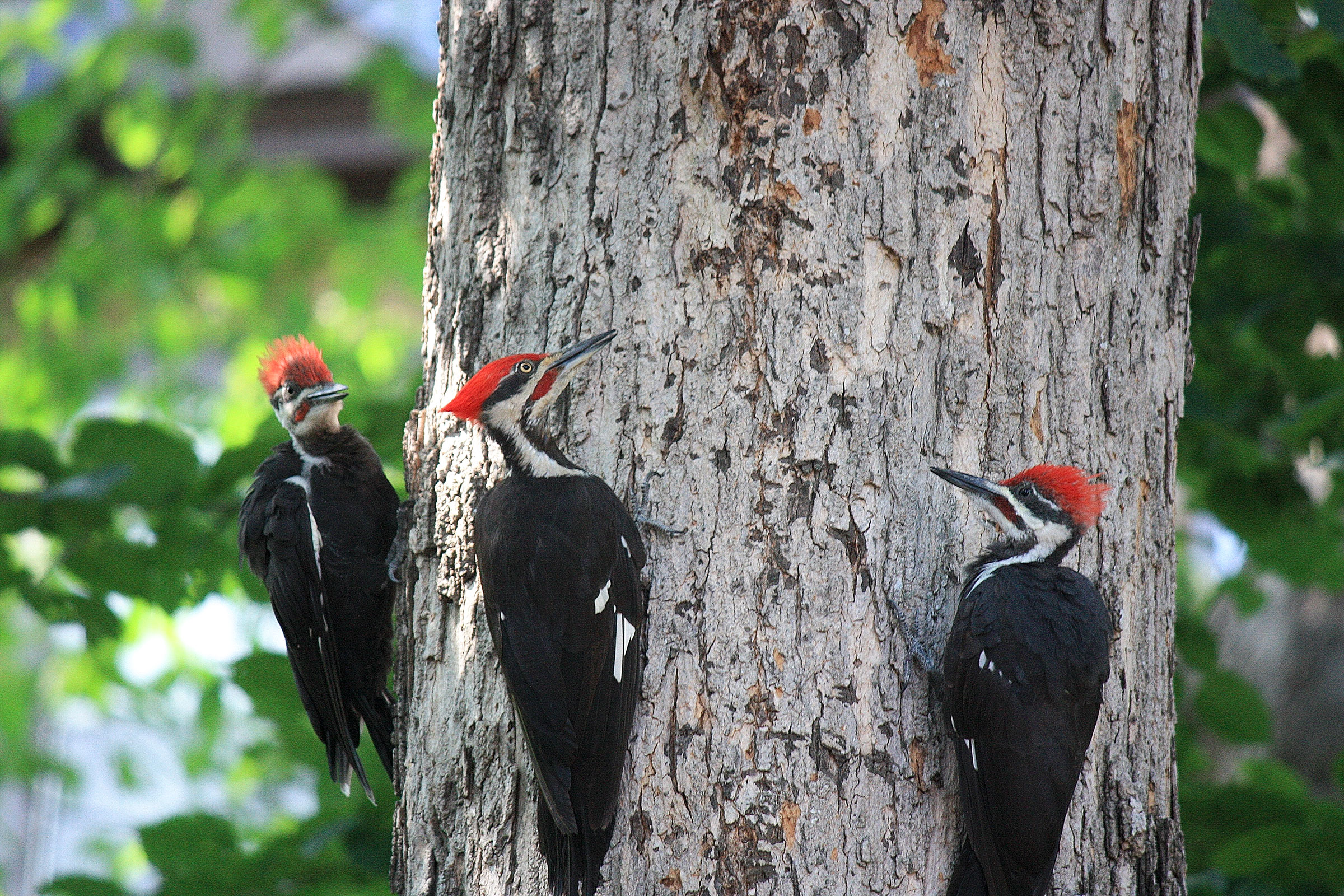 Hear the Differing Drumbeats of Woodpeckers Audubon