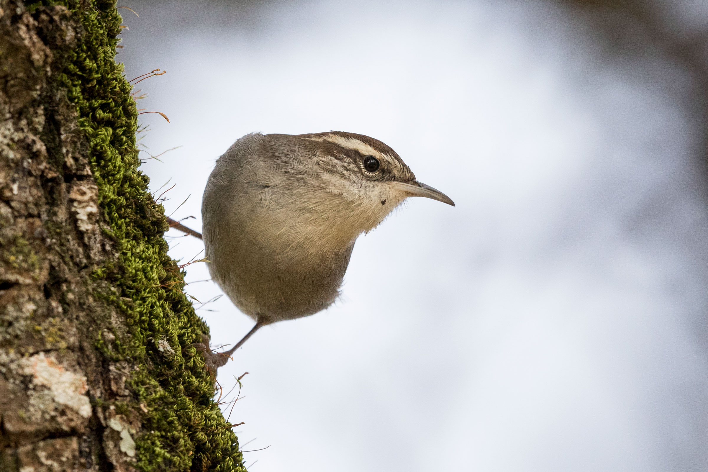 Bewick's Wren. Sylvia Hunt/Audubon Photography Awards