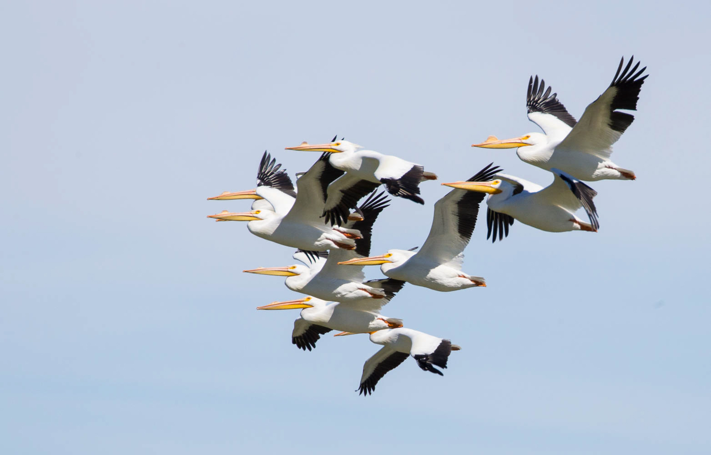 American White Pelicans American White Pelicans. American White Pelicans. Melissa Usrey/Audubon Photography Awards