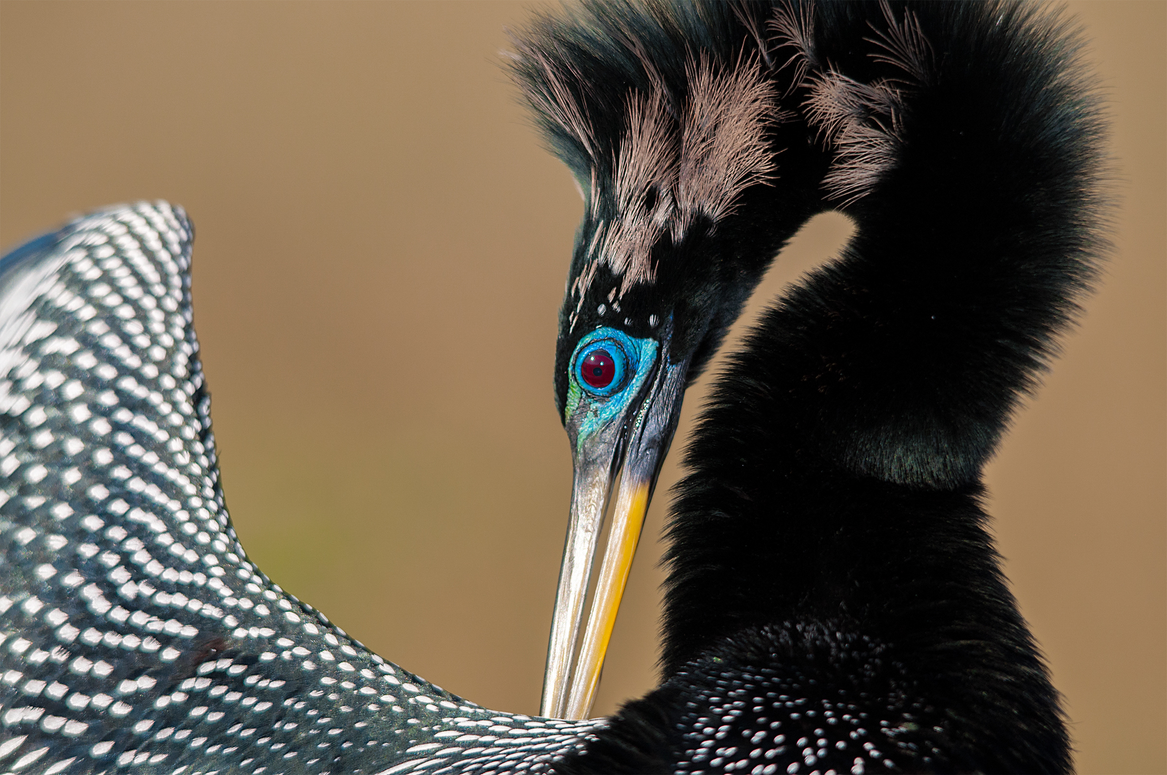 Anhinga Anhinga. Anhinga. Michelle Carney/Audubon Photography Awards