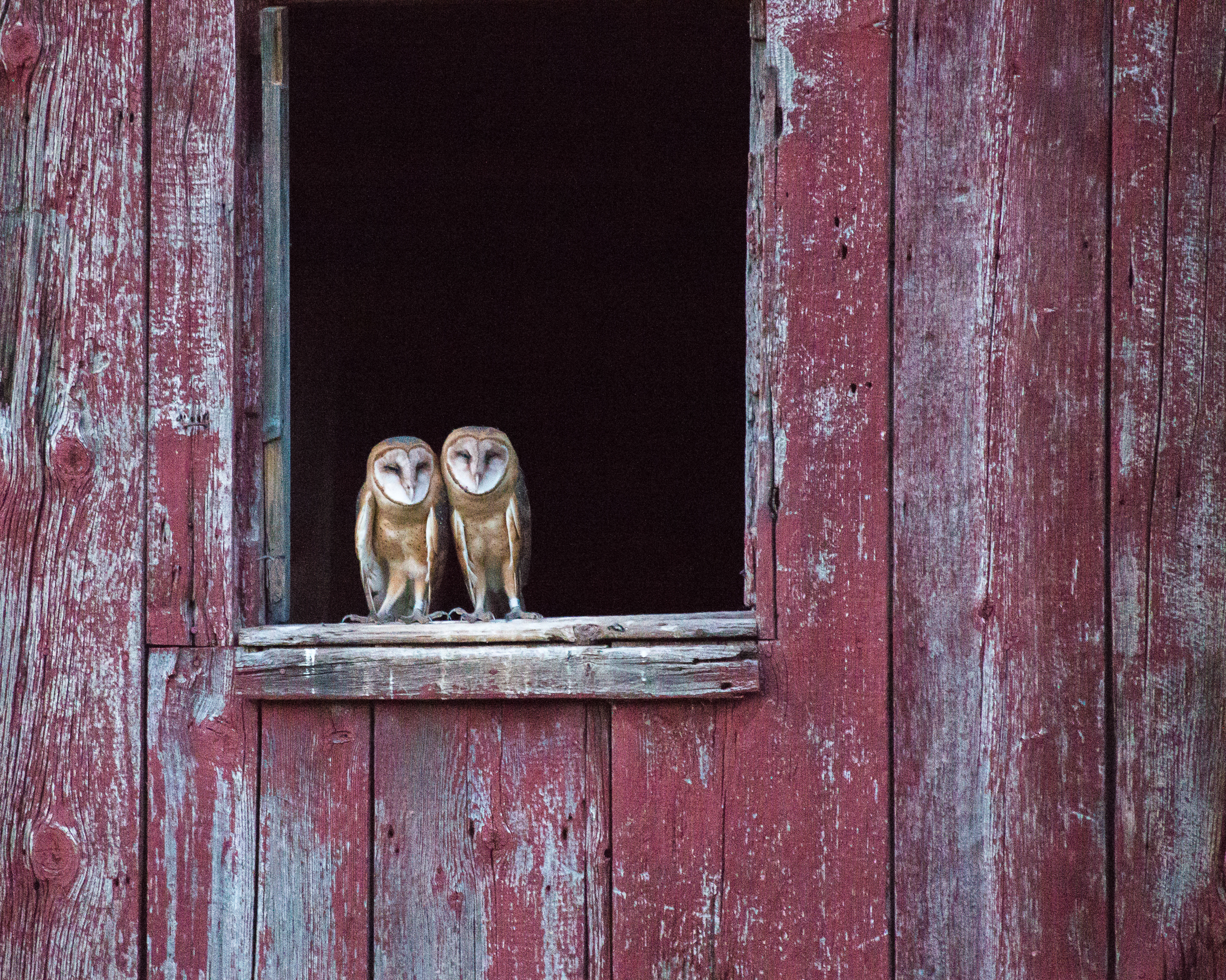 Barn Owls Barn Owls