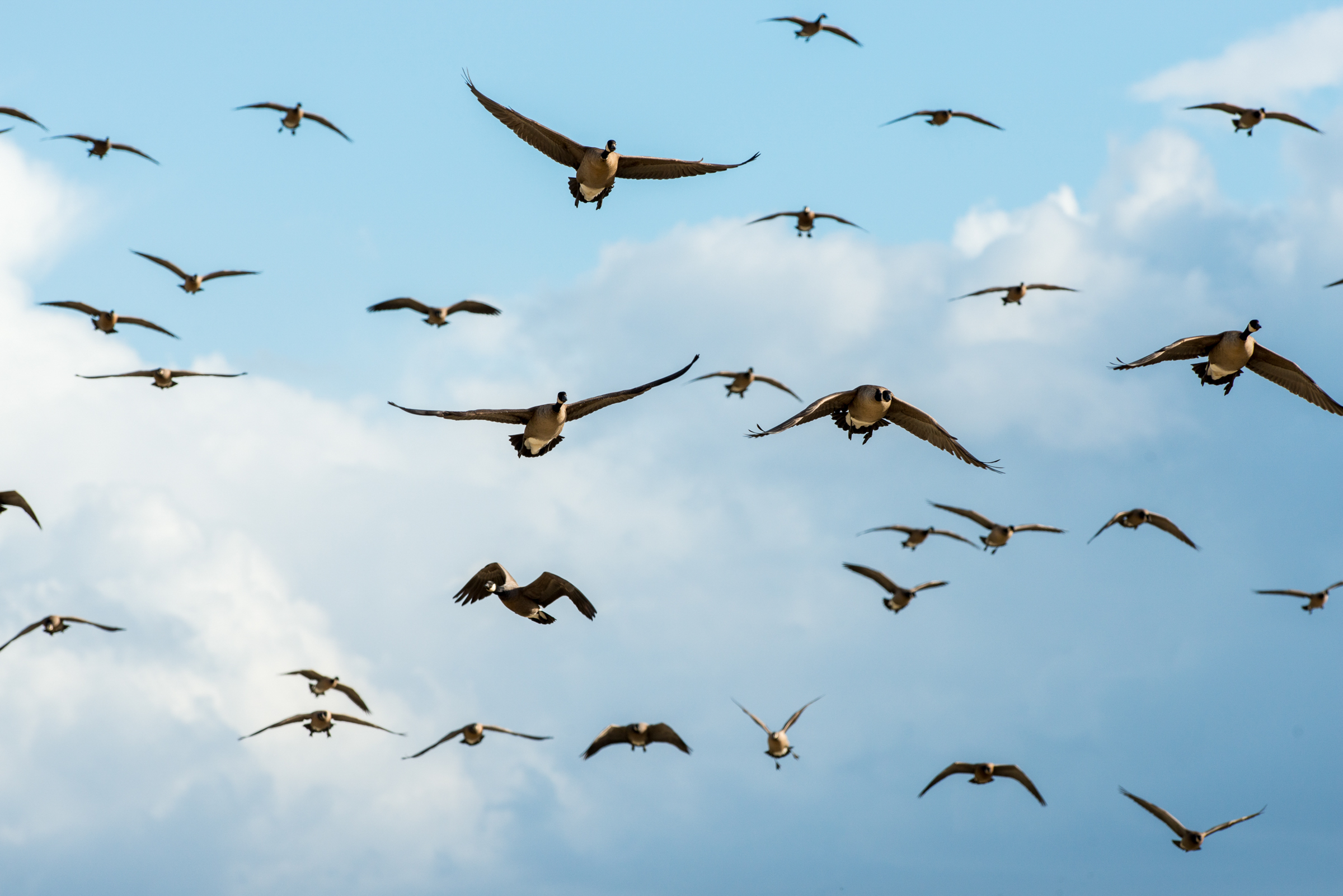 Canda Geese in Flight Canda Geese in Flight. Canada Geese. Christian Hannig/Audubon Photography Awards