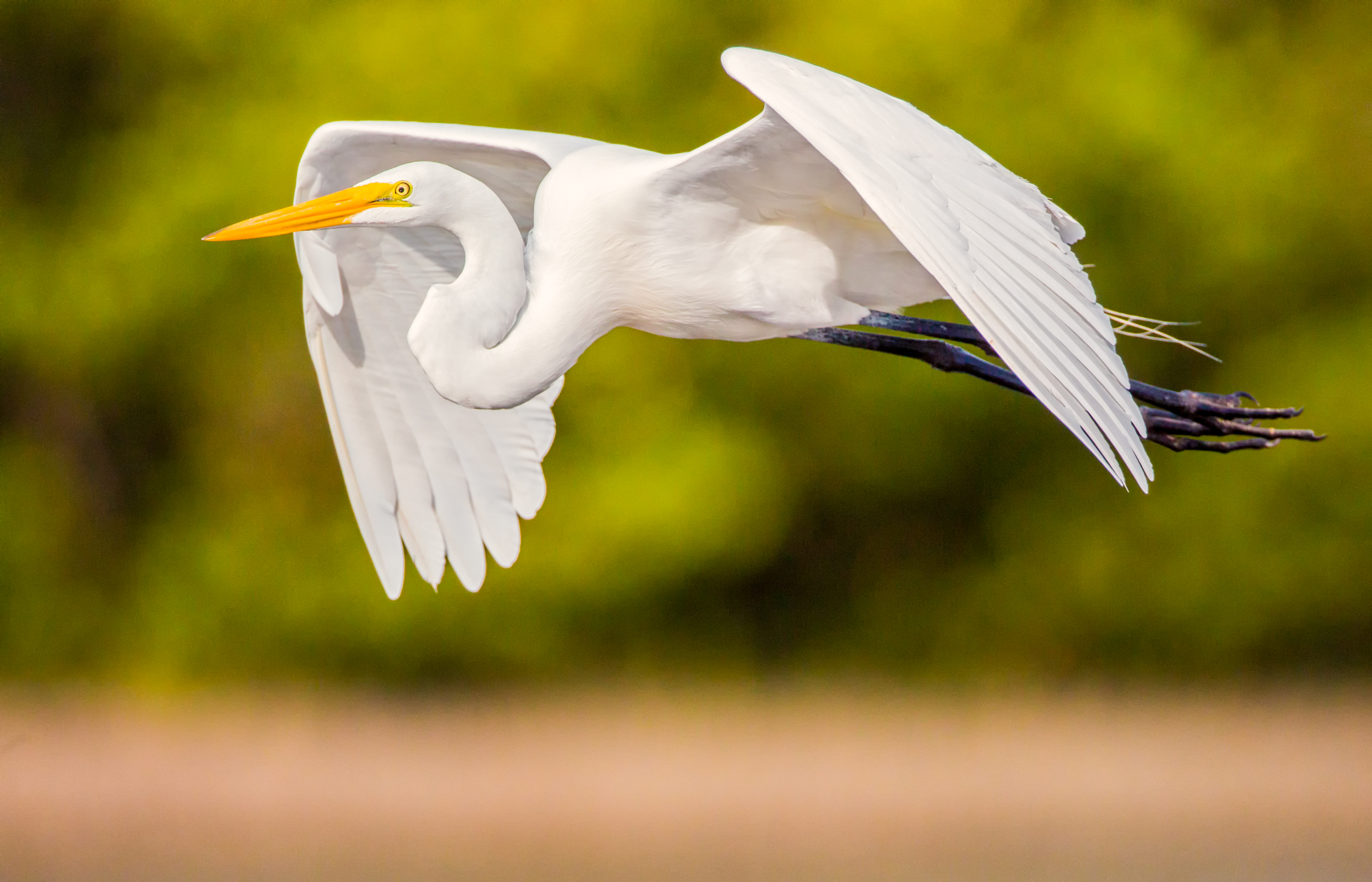 Great Egret Great Egret. Great Egret. Andres Leon/Audubon Photography Awards