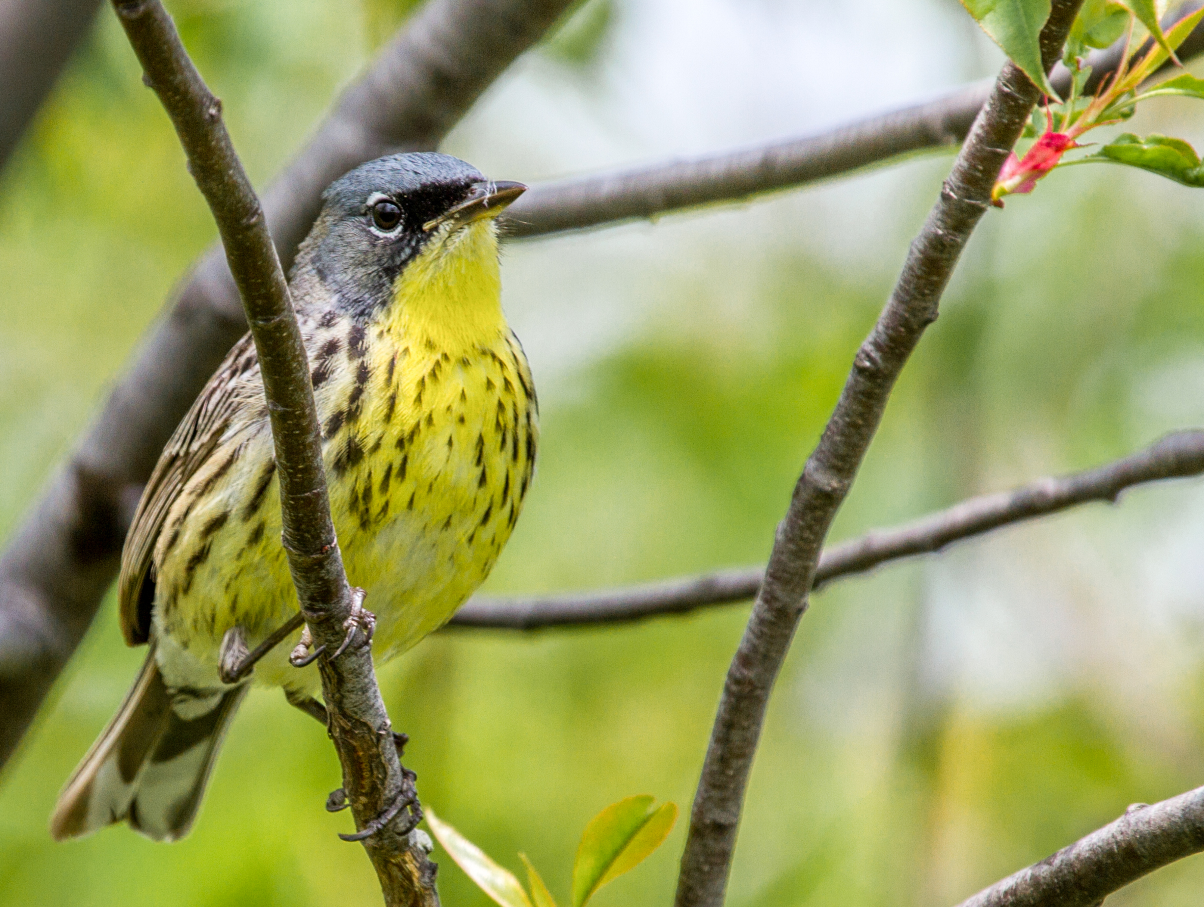 Kirtland's Warbler Kirtland's Warbler