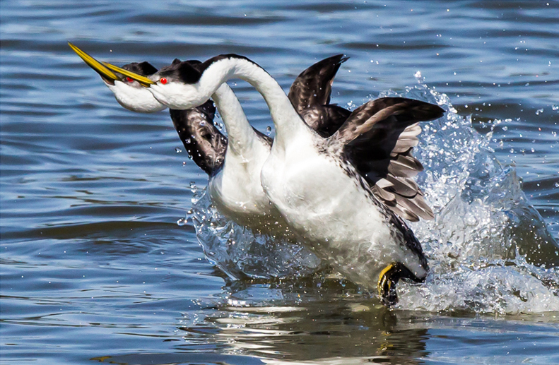 Western Grebes. Charlie Baughman/Audubon Photography Awards
