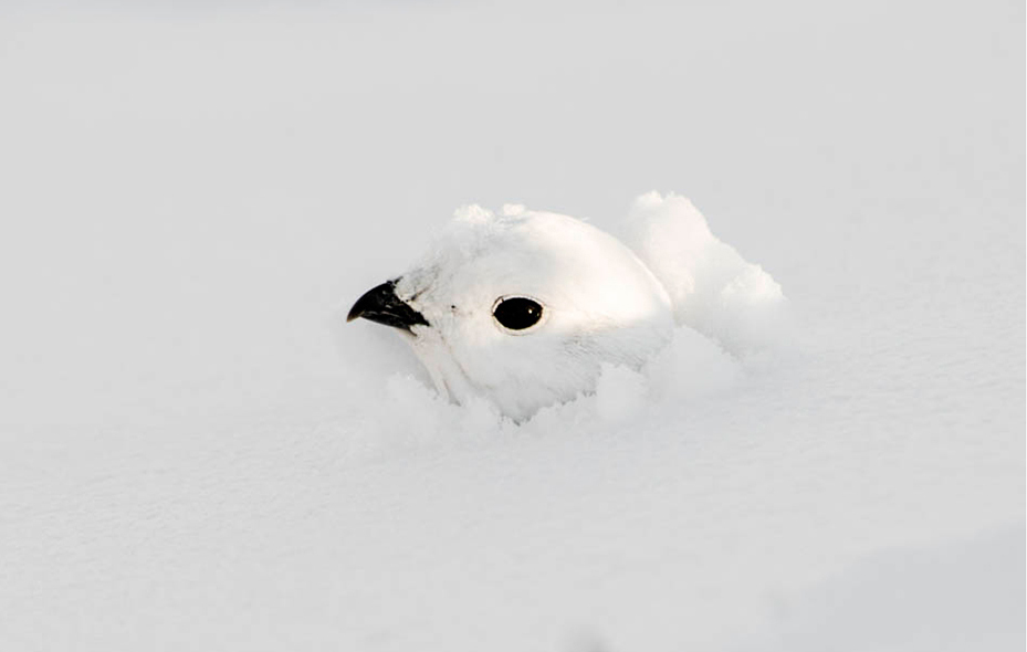 White-tailed Ptarmigan. Dawn Y. Wilson/Audubon Photography Awards