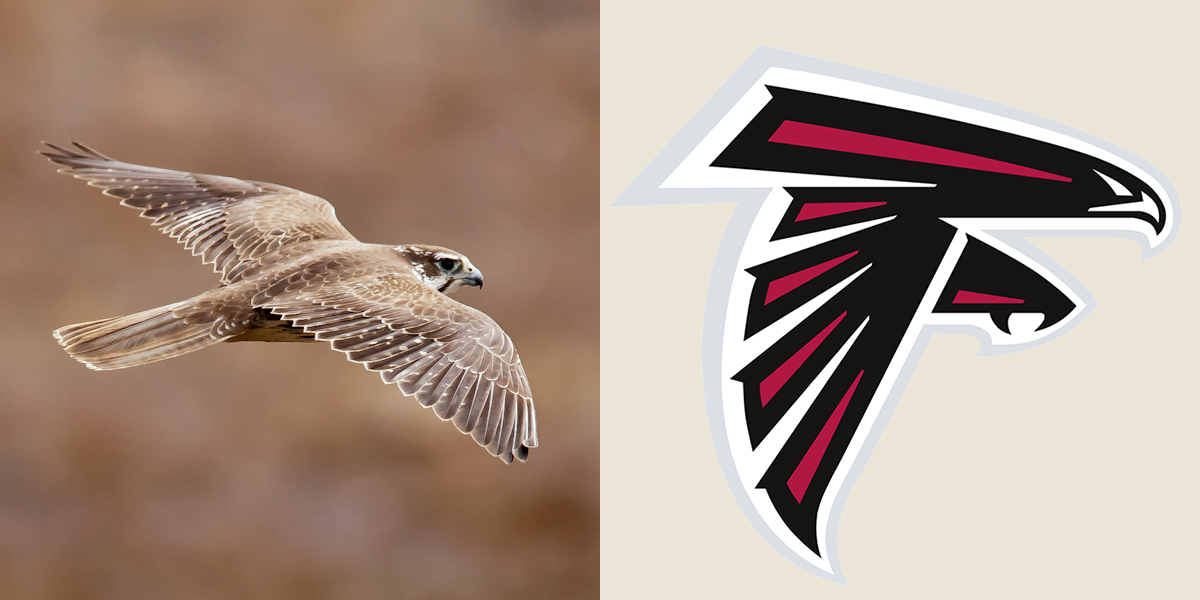 Left: Prairie Falcon. Peter Knoot/Audubon Photography Awards. Right: Atlanta Falcons logo