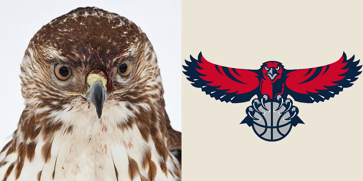 Left: Red-tailed Hawk. Tom Lopresti/Audubon Photography Awards. Right: Atlanta Hawks logo