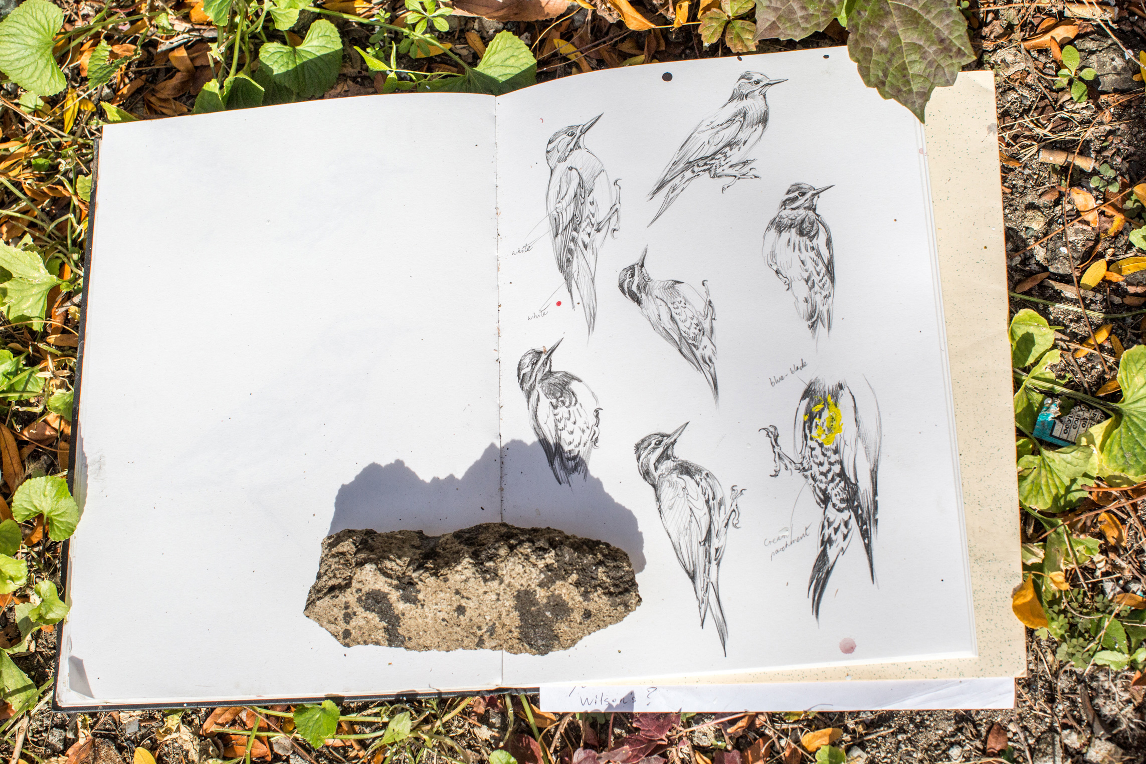 ATM's sapsucker sketches. Hillary Eggers/Audubon