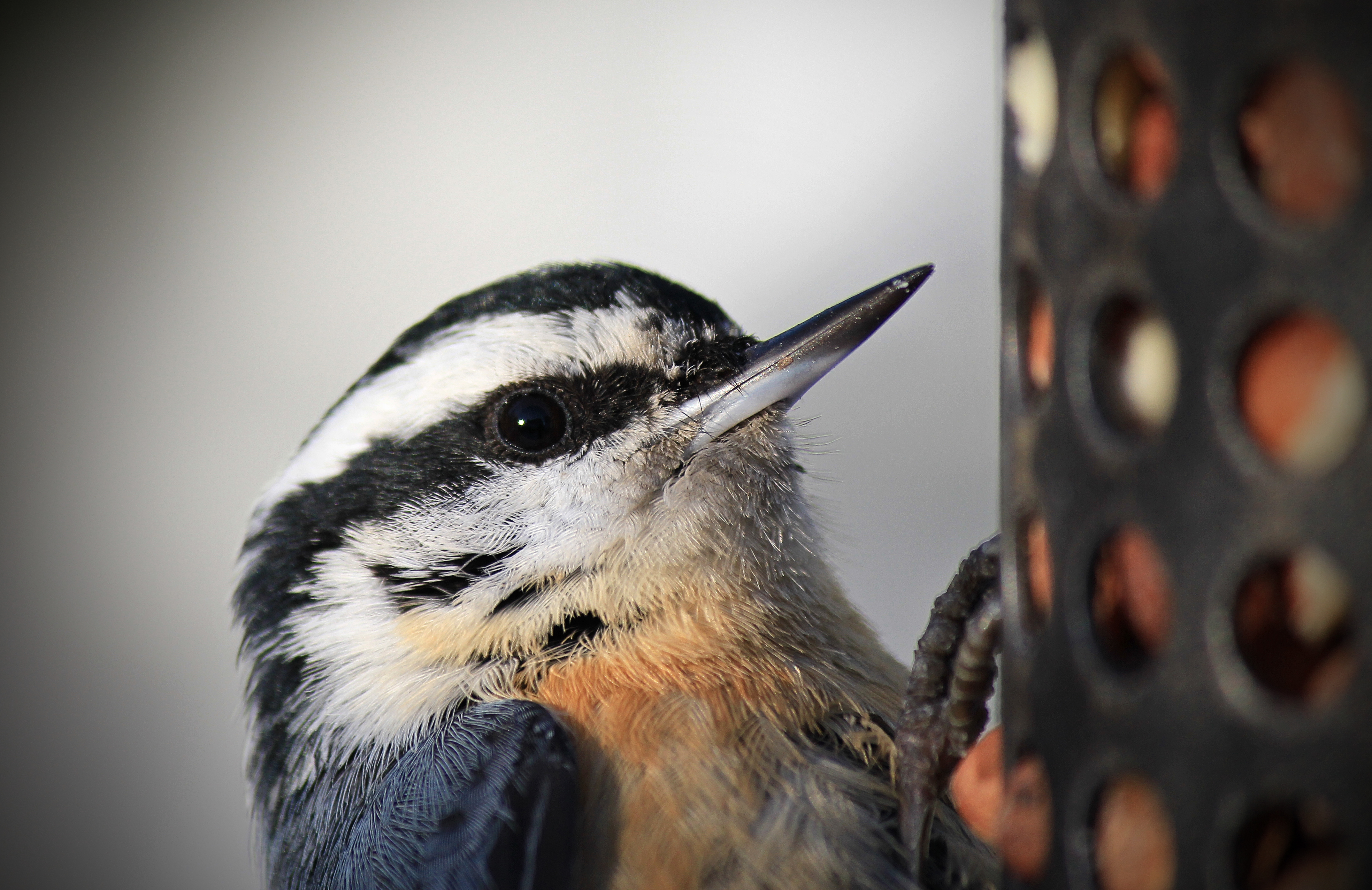 Red-breasted Nuthatch Red-breasted Nuthatch