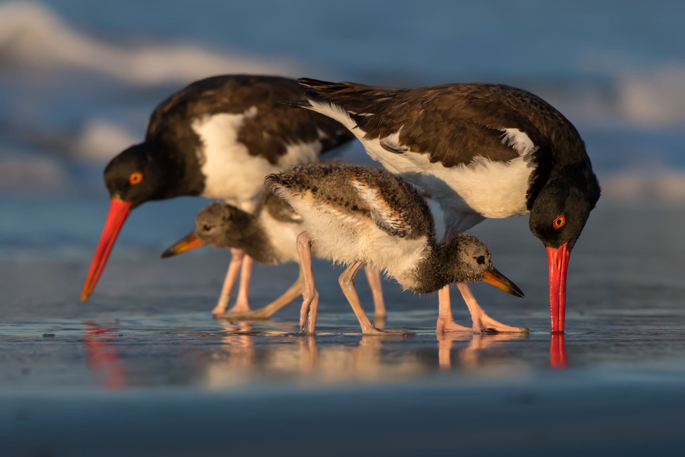 American Oystercatchers American Oystercatchers. American Oystercatchers. Jesse Gordon/Audubon Photography Awards