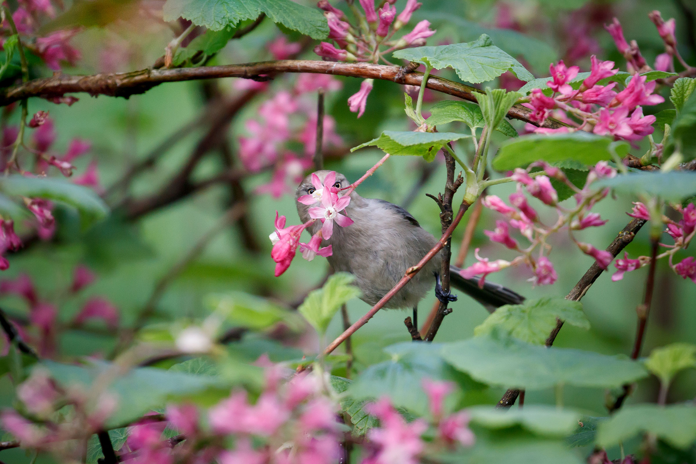 Bushtit. Audrey Addison/Audubon Photography Awards