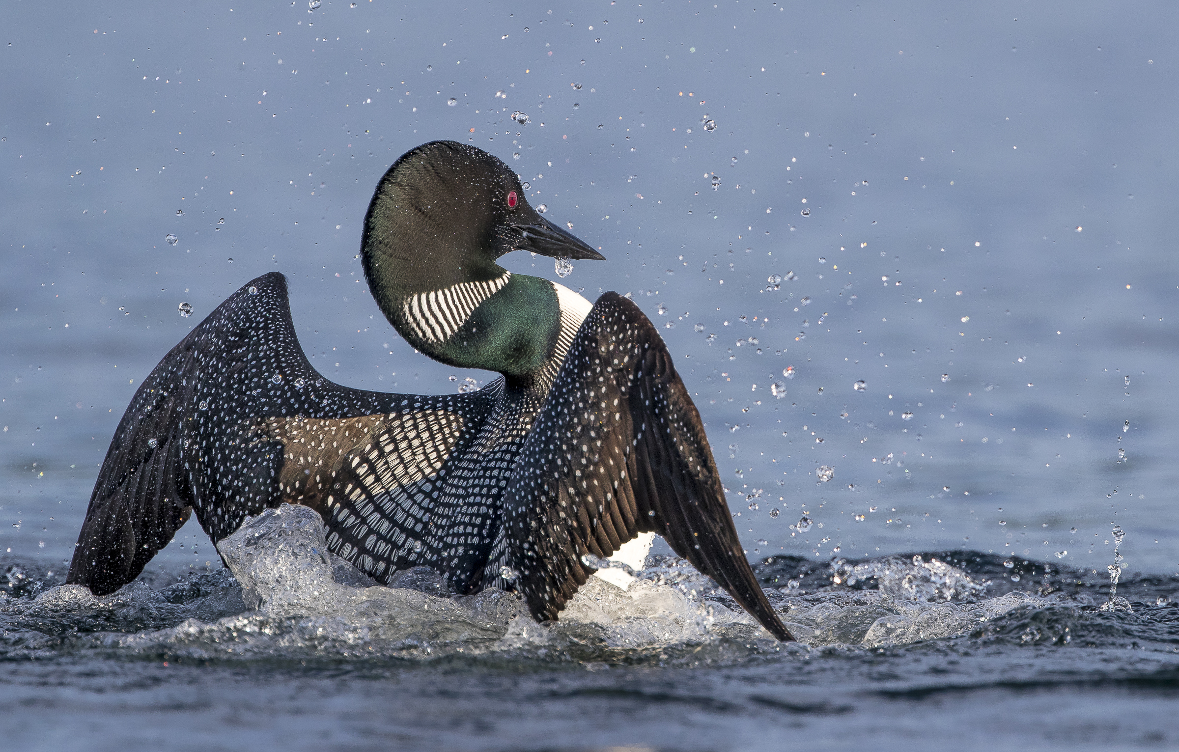 Common Loon Common Loon. Common Loon. Shirley Donald/Audubon Photography Awards