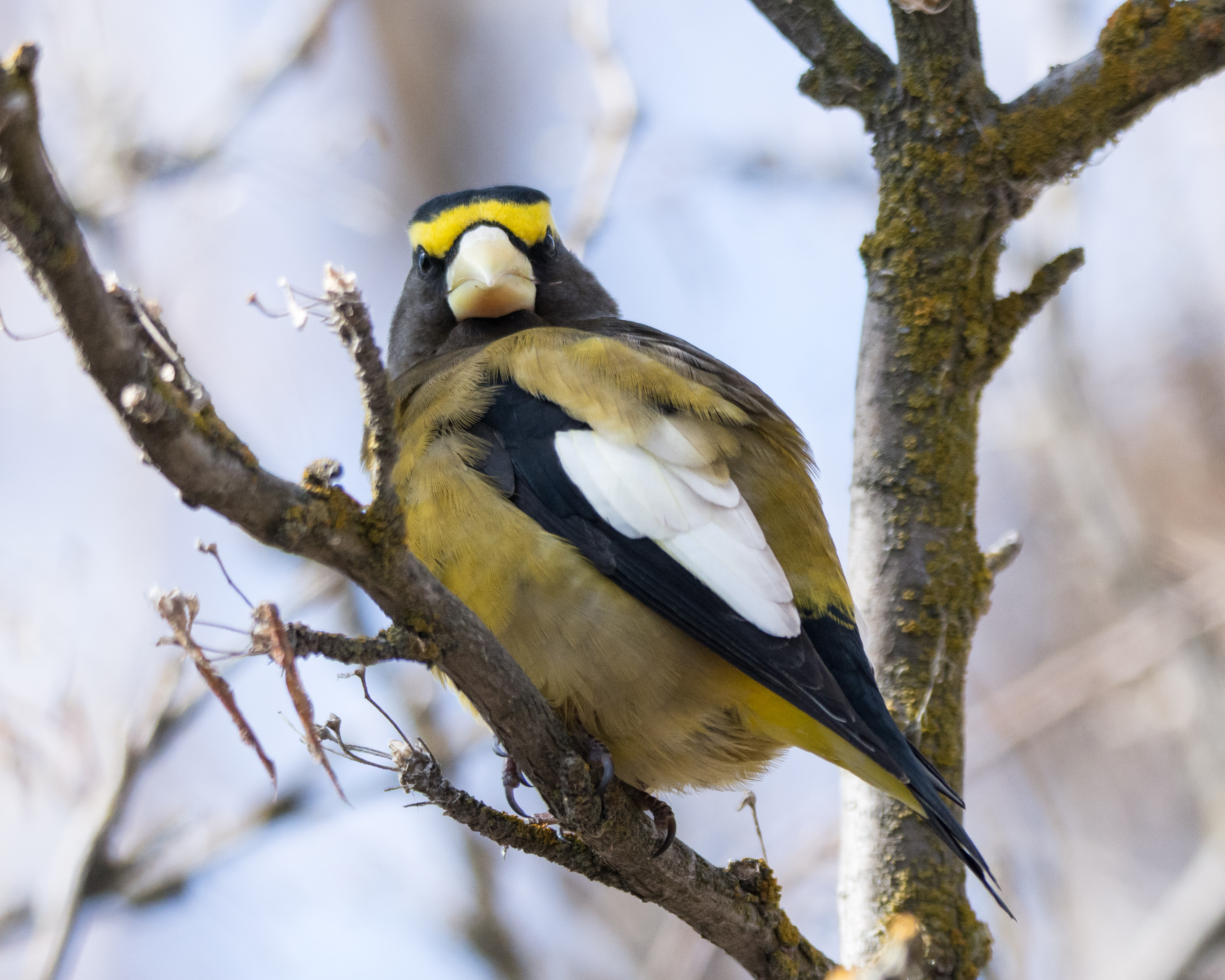 Evening Grosbeak Evening Grosbeak. Evening Grosbeak. Farrell Steiner/Audubon Photography Awards