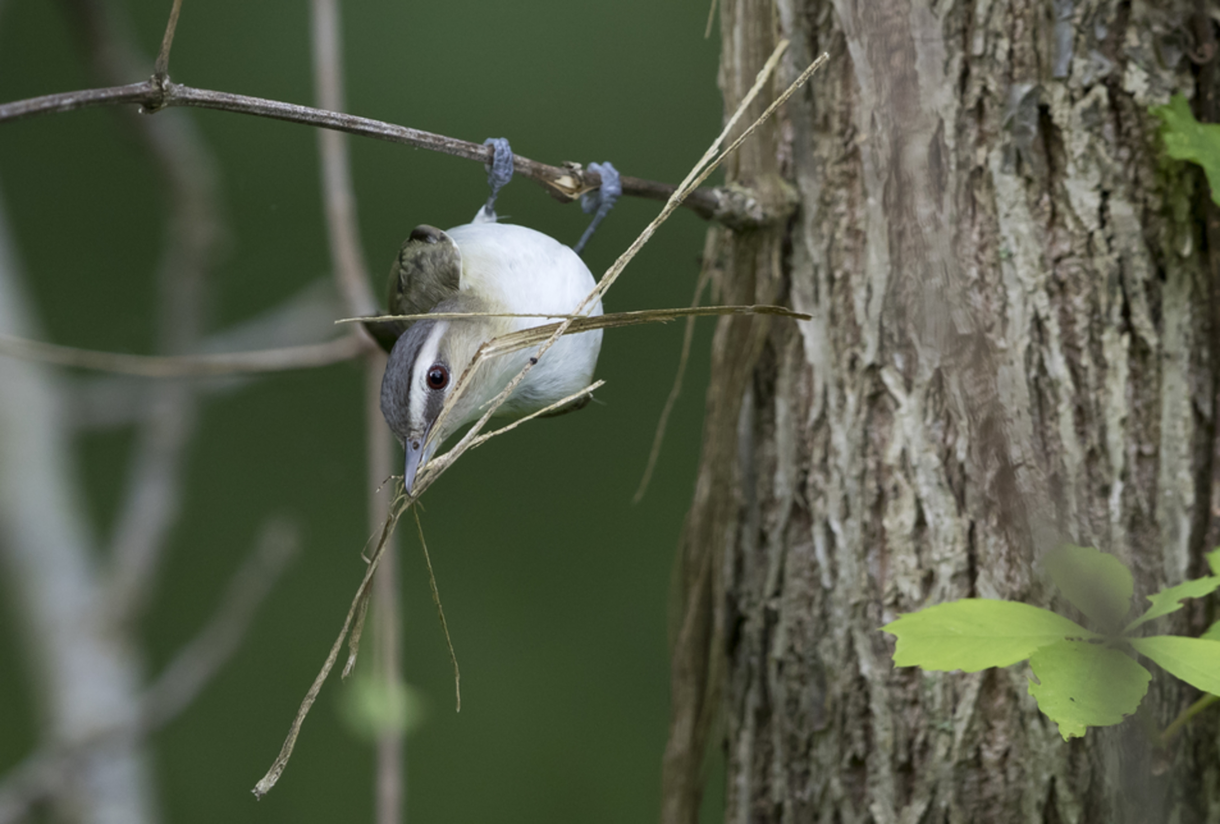 Red-eyed Vireo Red-eyed Vireo. Red-eyed Vireo. Greg Pasek/Audubon Photography Awards