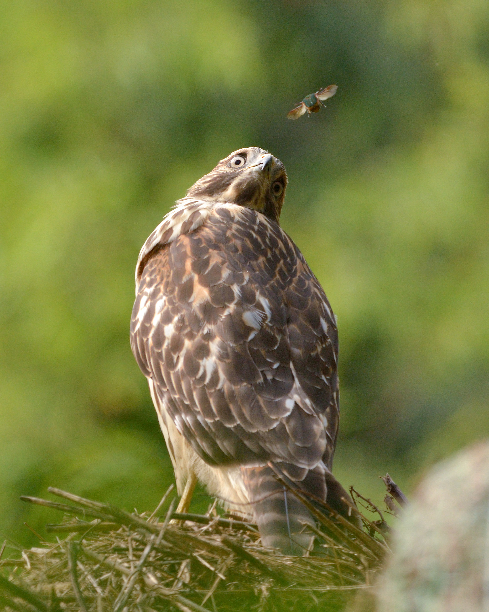 Red-shouldered Hawk. Jim West/Audubon Photography Awards