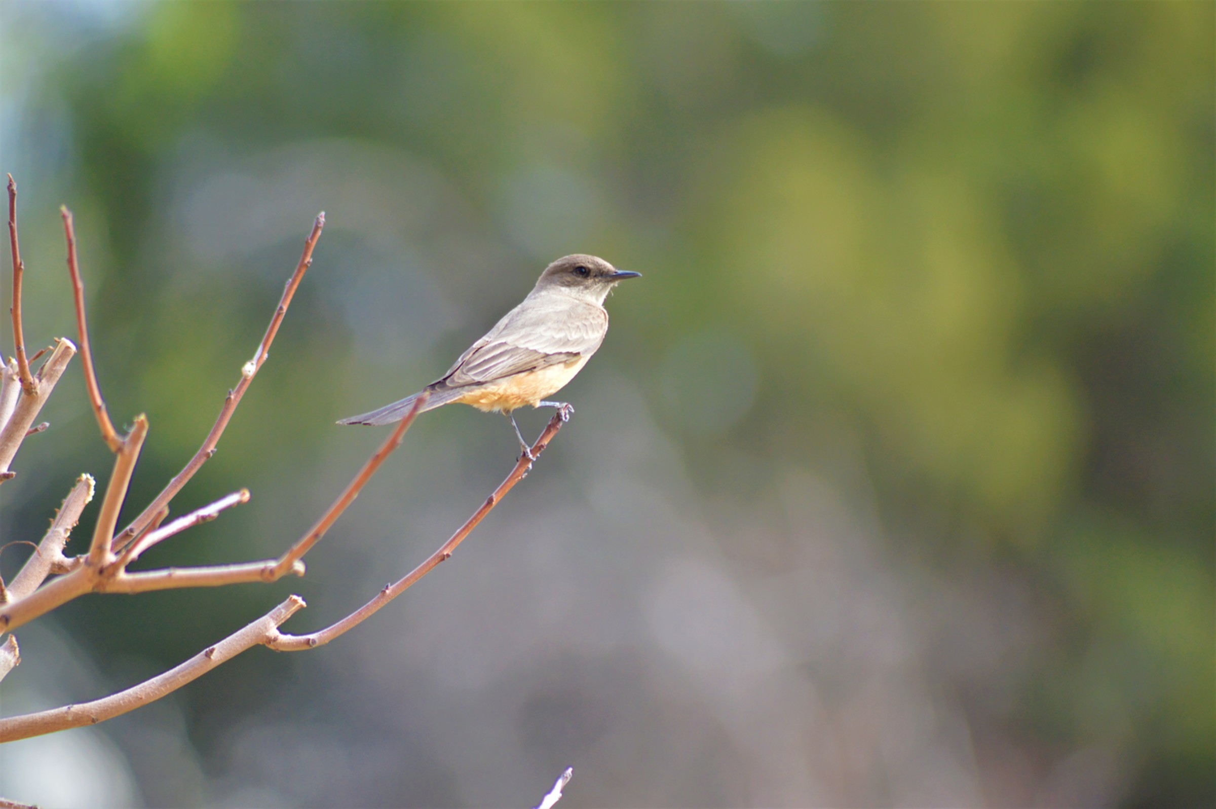 Say's Phoebe Say's Phoebe. Say's Phoebe. Natasha Redding/Audubon Photography Awards