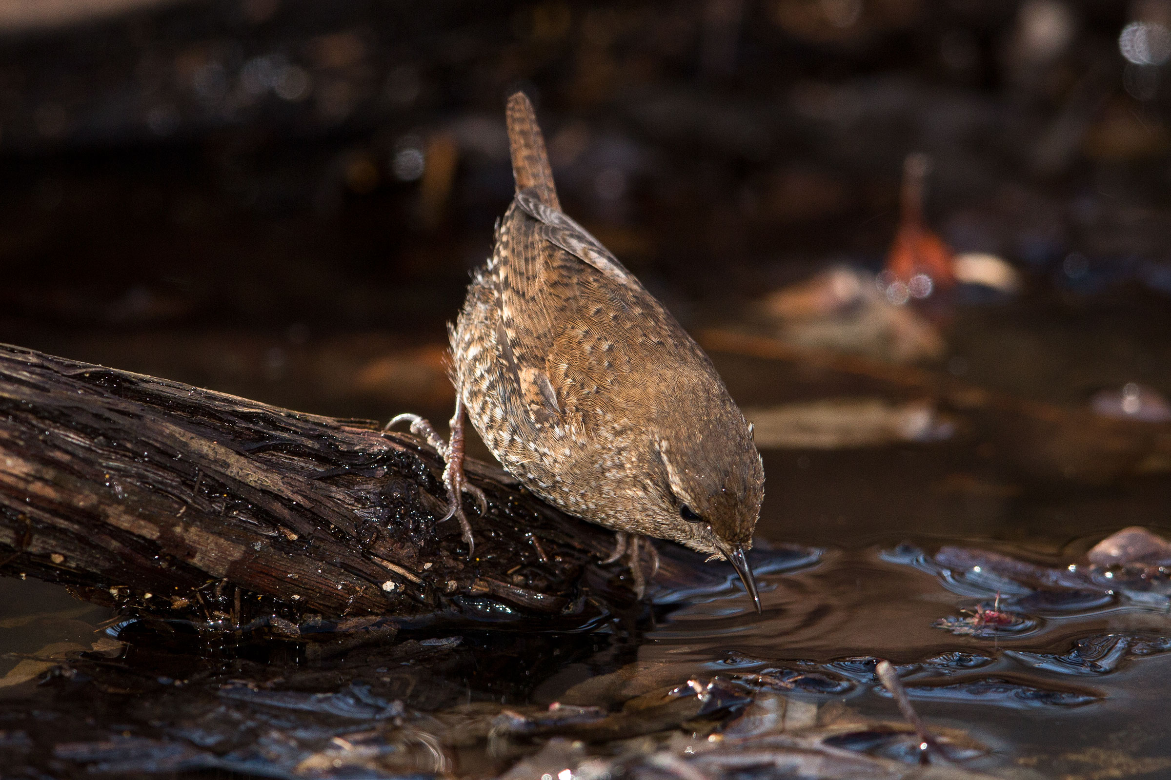 Winter Wren. Gary Robinette/Audubon Photography Awards