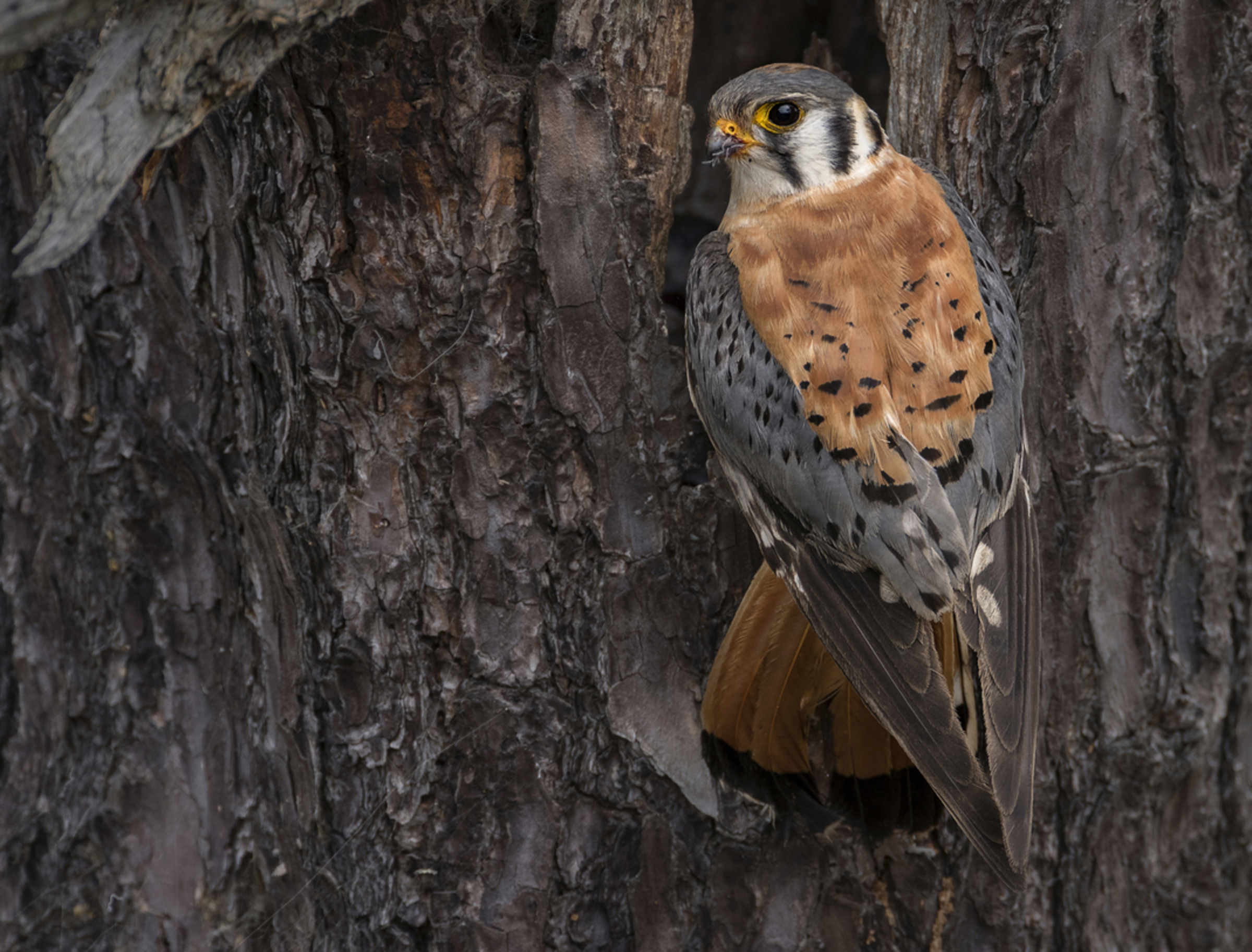 American Kestrel American Kestrel. American Kestrel. Joseph Galkowski/Audubon Photography Awards