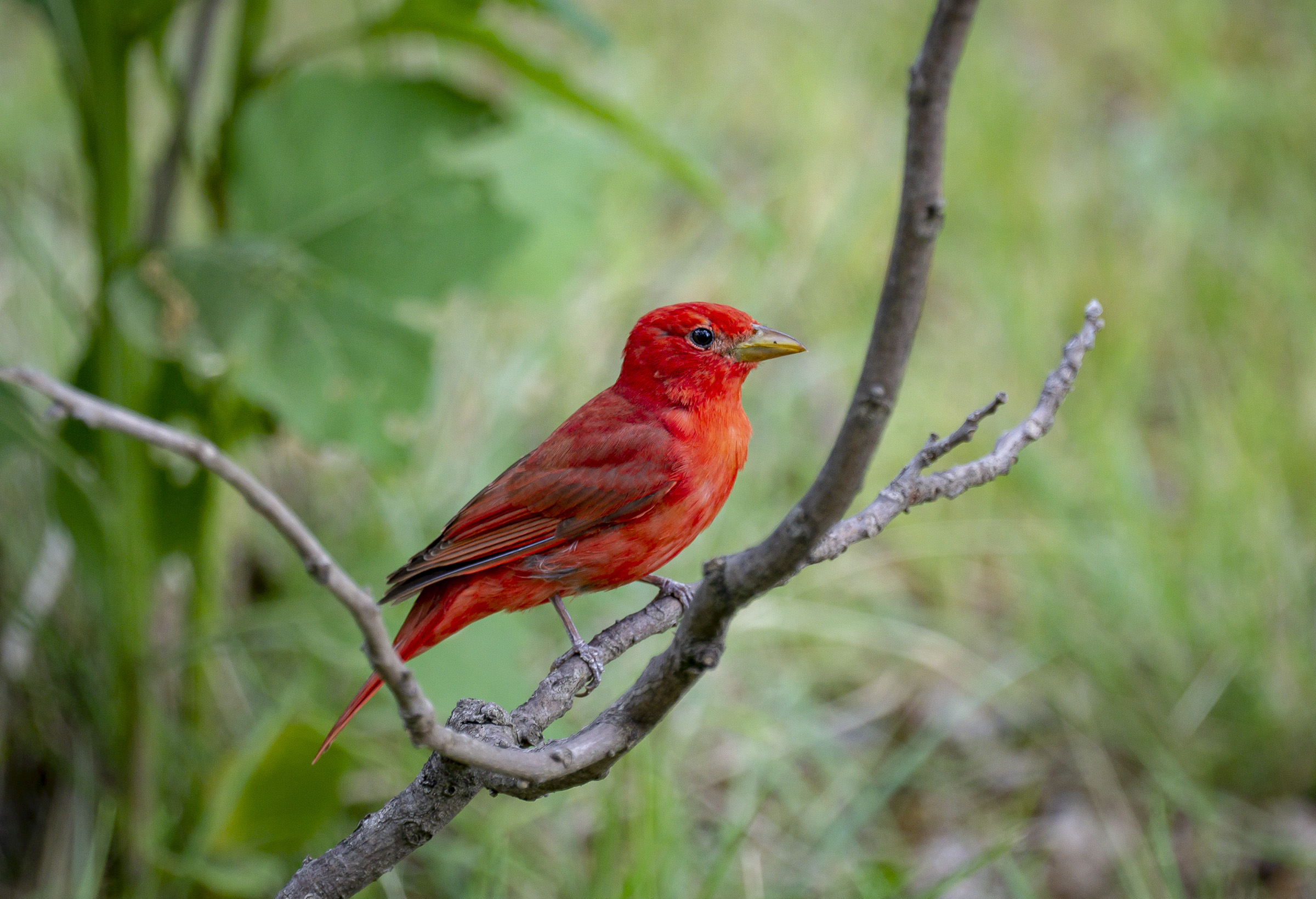 Summer Tanager Summer Tanager. Summer Tanager. Peter Hogan/Audubon Photography Awards