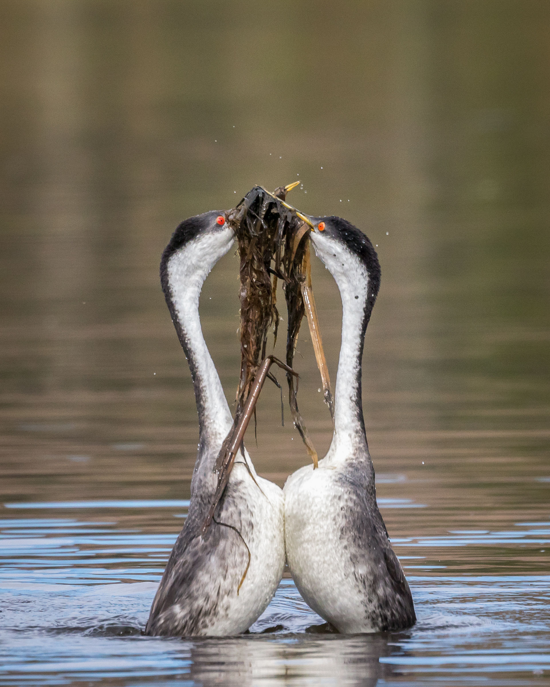 Western Grebes. Krisztina Scheeff/Audubon Photography Awards